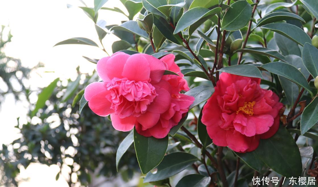 初学养花记住“先懒后勤”4个字,买花换盆后很实用,缓苗很快速