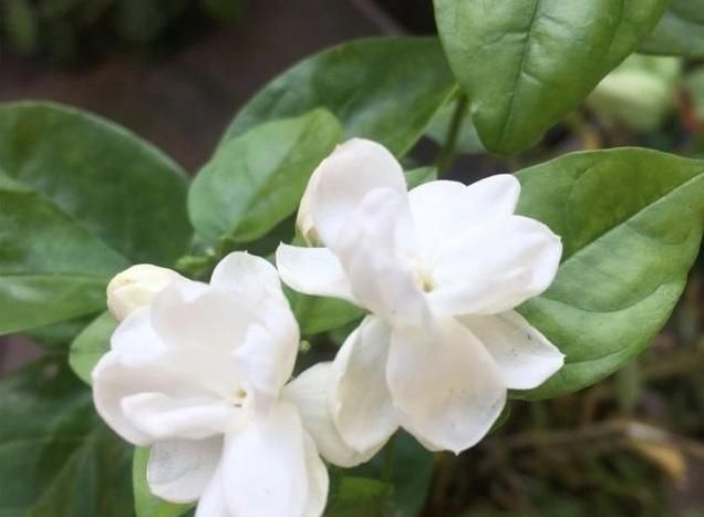 茉莉花新长的叶子起卷有点发黄,叶片小而薄,这是怎么了求大神指点