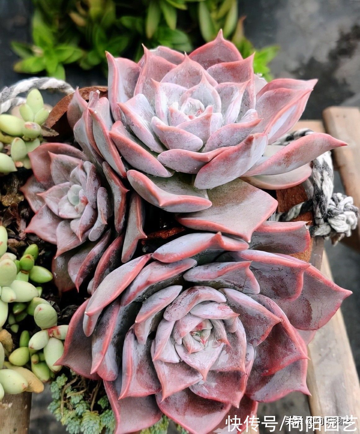 养多肉的那些辛酸史,花大价钱买的肉肉,不到2个月就歇菜