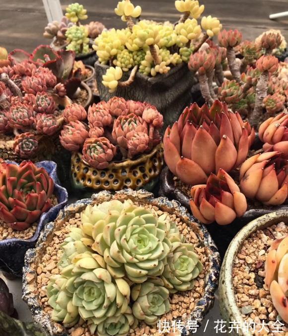 栽种|让多肉长得更大，换成大盆，用纯的泥炭土栽种，4个月就长大