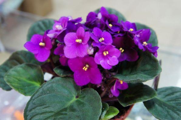 几种花,开花漂亮又好养,花叶俱美超漂亮