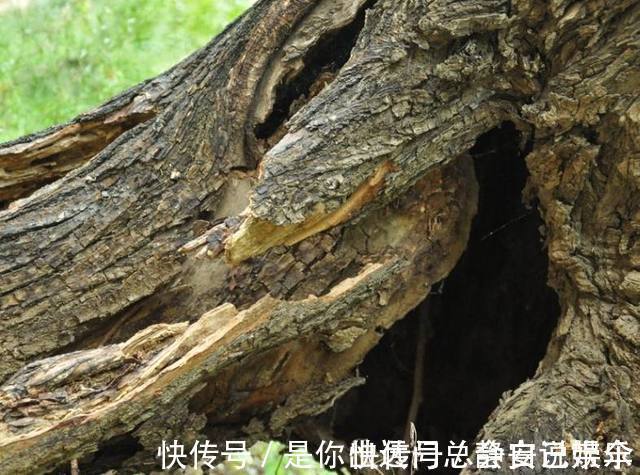 通风处|老公不听劝非要把树枝当花盆,邻居都看不起,结果却傻眼了!