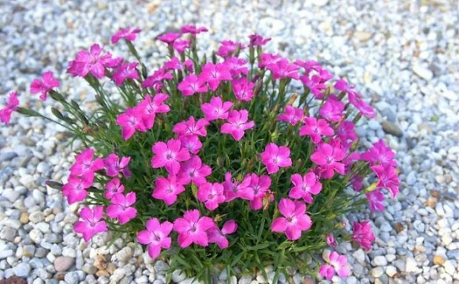 养花，不要乱花冤枉钱，掌握好方法，园土就能变成营养土