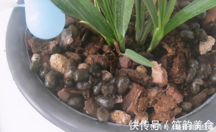 植料|羊粪当植料养花前，掌握住用量、发酵方法，养啥花都能旺