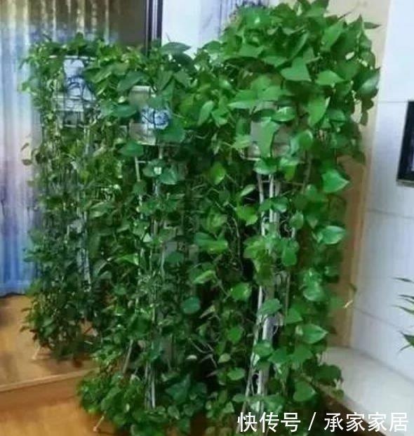  这几款植物养在家里，好养易爆盆，关键净化空气最厉害