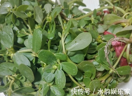野菜|“天然降压药”终于被找到,早晚吃一点,刮油祛脂,降三高