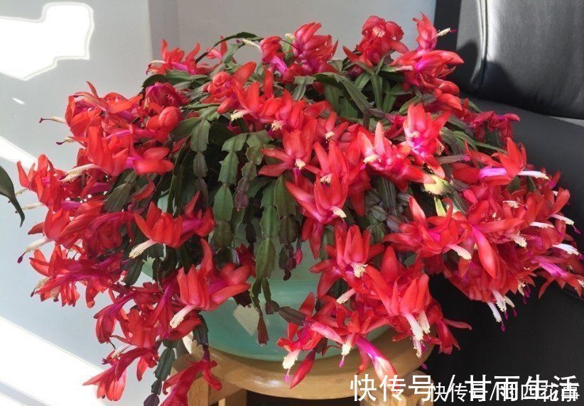 蟹爪兰叶子软塌，难复花，“根源”在这里，解决后重新饱满猛开花