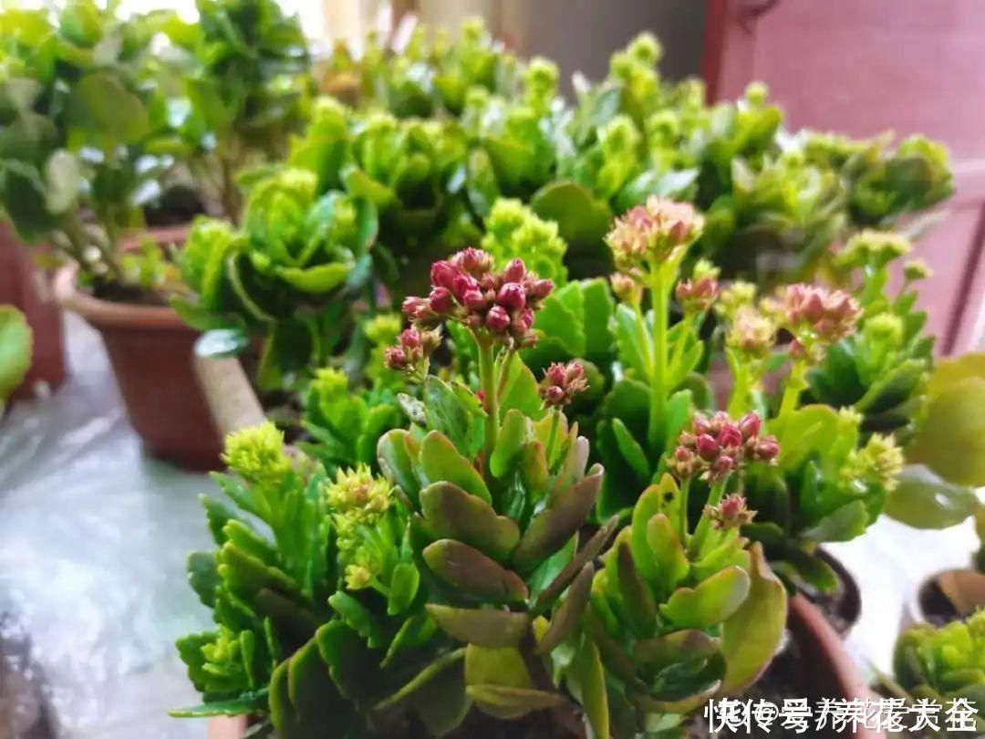  掉花苞|花还没开，花苞掉了一地，再不管就完了