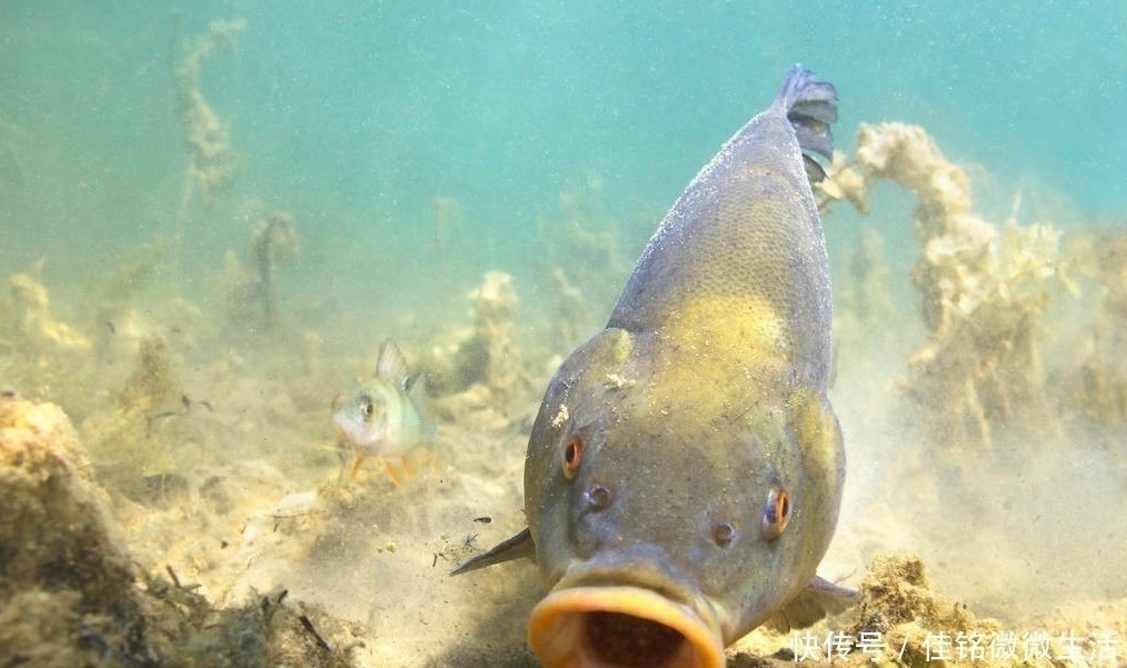 挂底|连日大雨，钓鱼会爆护吗涨水时去野钓，结果如何