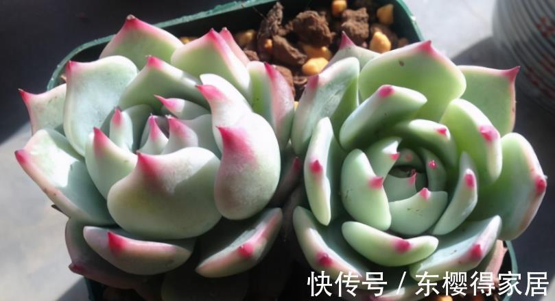 花友们|摸到“控养”多肉的门道,安全度夏,出状态全是小事
