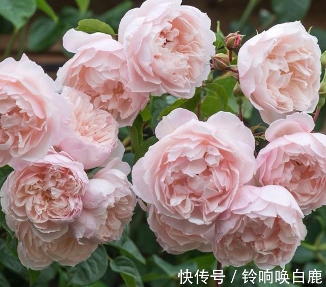 20款耐阴月季推荐,光线不充足也可以养好月季啦,花友鼎力推荐哟!