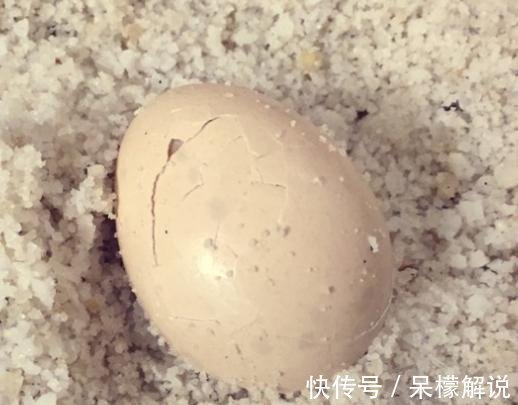 调料|婆婆把1斤鸡蛋3斤盐放入锅中，无水无油无调料，出锅全家抢着吃！