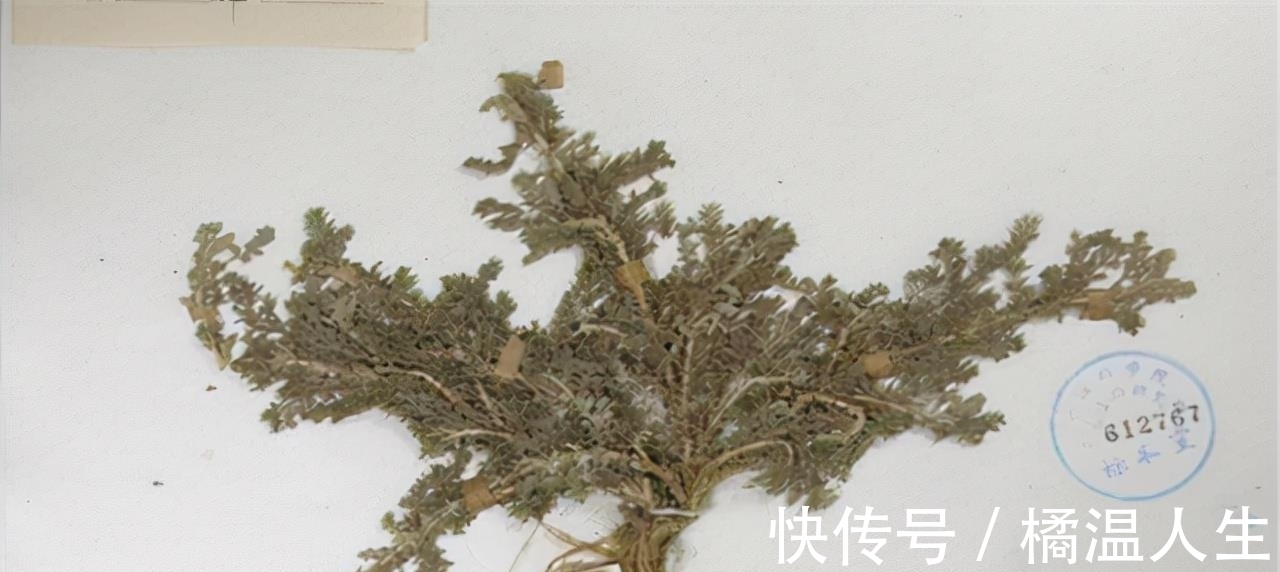 绝迹|宝塔糖的绝迹,是我国制药史的一个悲剧,它的消失意味着什么?