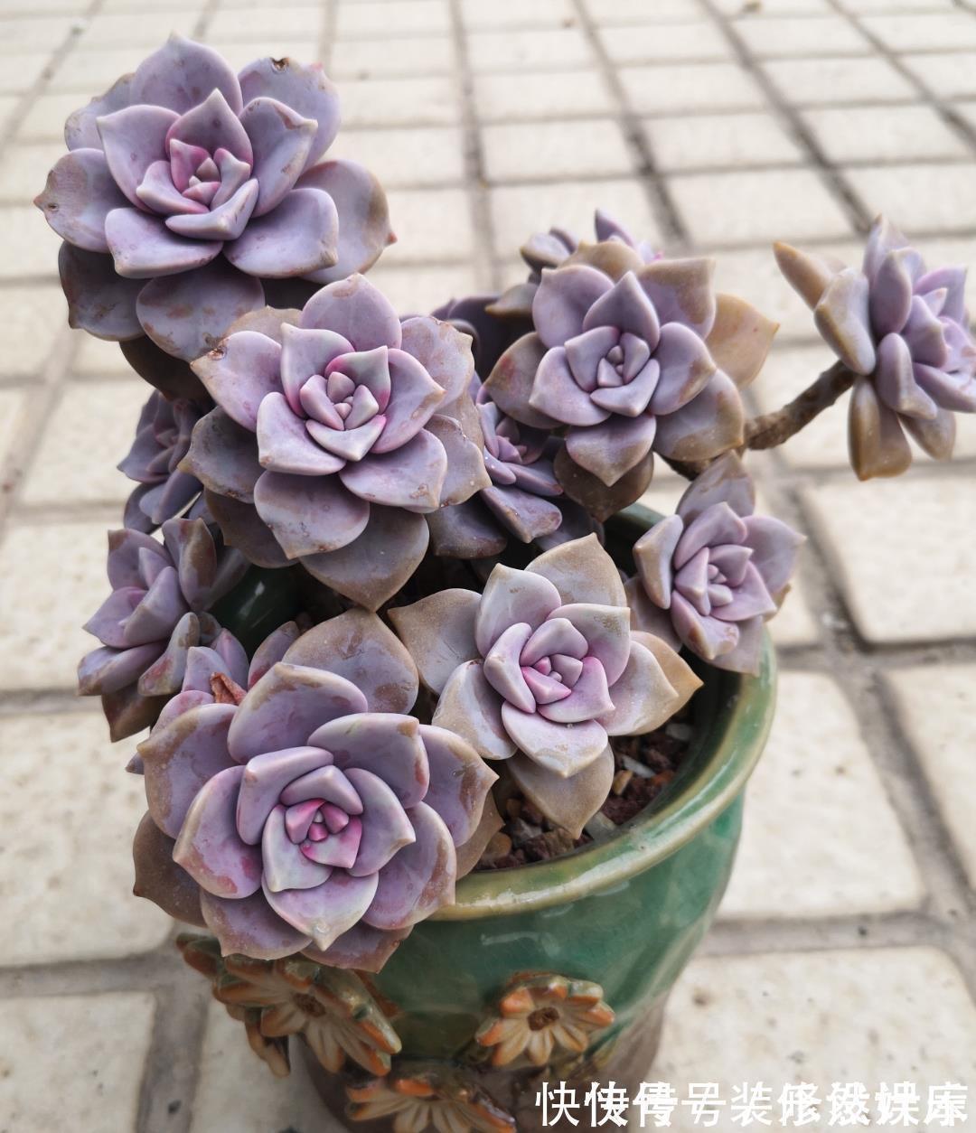 景天科|这“三多肉”不怕热,三伏天正常“补水施肥”,咕噜冒崽挤满盆