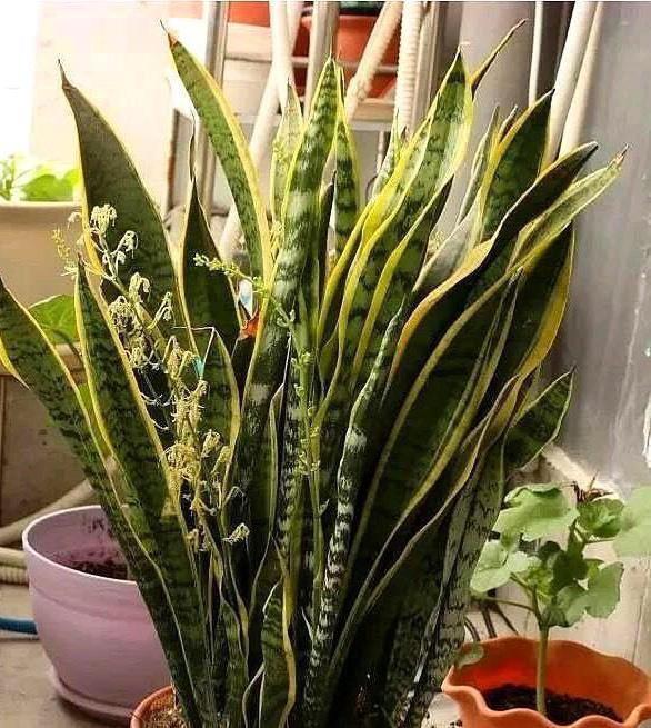 虎皮兰施什么肥2种东西丢盆里,一年不用施肥,叶厚油绿新芽多