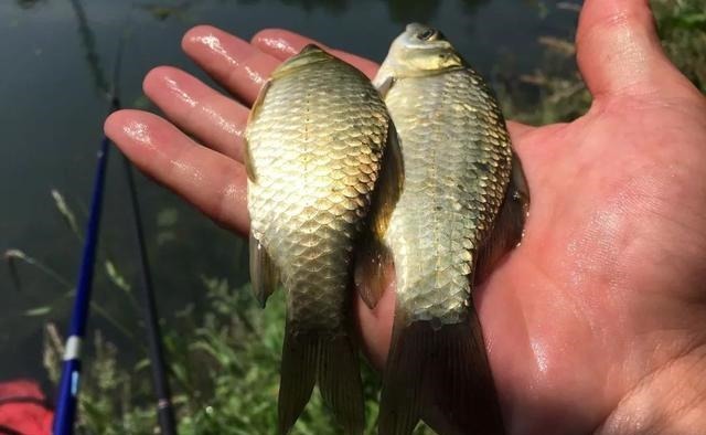 一钩触底一钩悬真的好吗?很多人弄错了,野钓这样调漂才高效