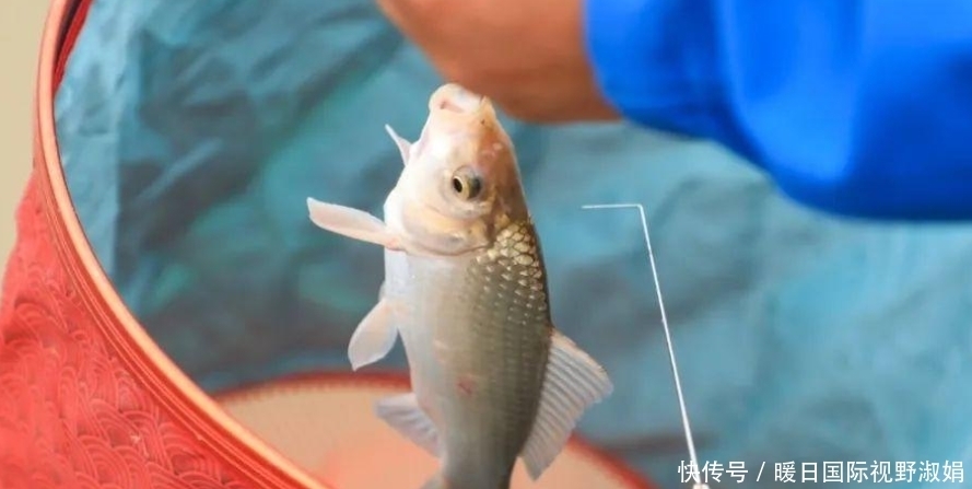 浮漂|夏季钓大鲫鱼，掌握这四招，轻松钓到大鲫鱼
