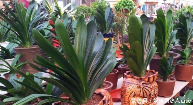 君子兰马上进入花芽分化期,做好4个细节,才能顺利开花!