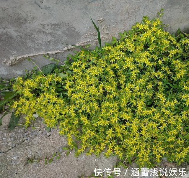 真正的花坚强,墙缝、地缝都能长,开花特别旺!