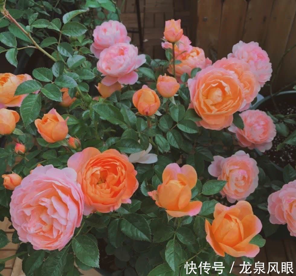 月季小苗怎么养？有2个小方法，顺利养到枝繁叶茂花开满枝