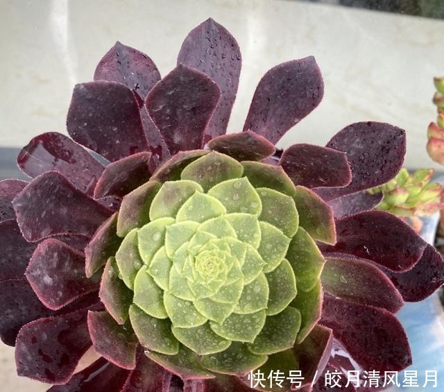 度夏|绿了也是心头肉,开始为度夏担忧!