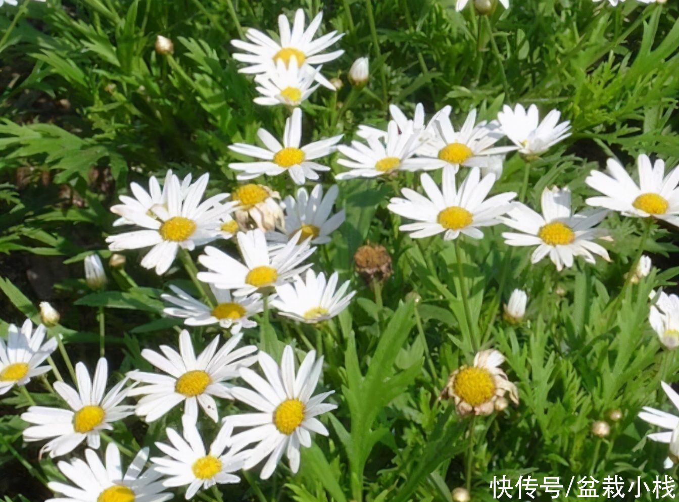 种花|4种花,不怕寒冷好养活,不愁冬春没花看