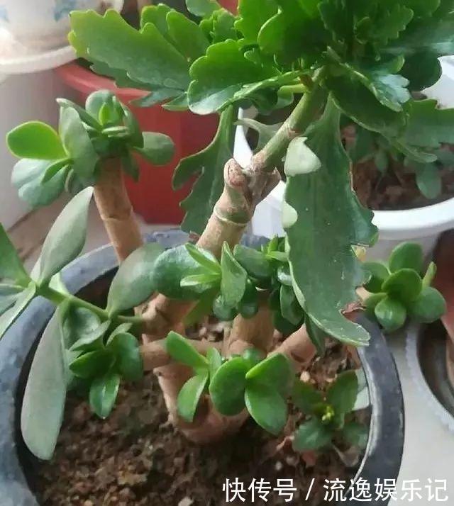 长寿花开败后,找对“位置”猛剪一刀,第二次开花更旺盛!