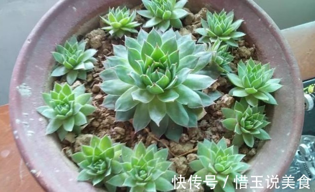 养“观音莲”,学会如此进行分株,不花钱还可以再添几盆新盆栽