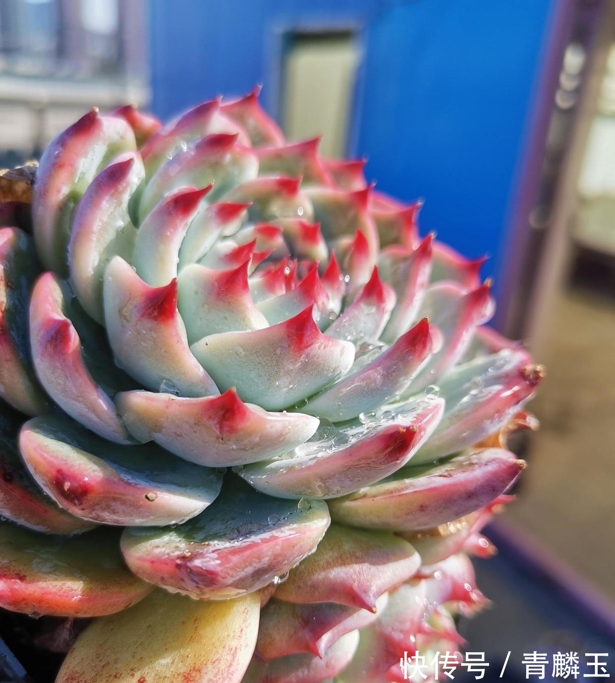 几款大众多肉,适合新手,春天可以入手,放在露台很快出状态