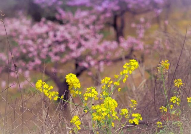 来这里，探寻“粉红花海”……