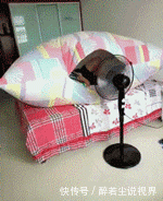 孩子|这是谁家的孩子?太会抢镜了!