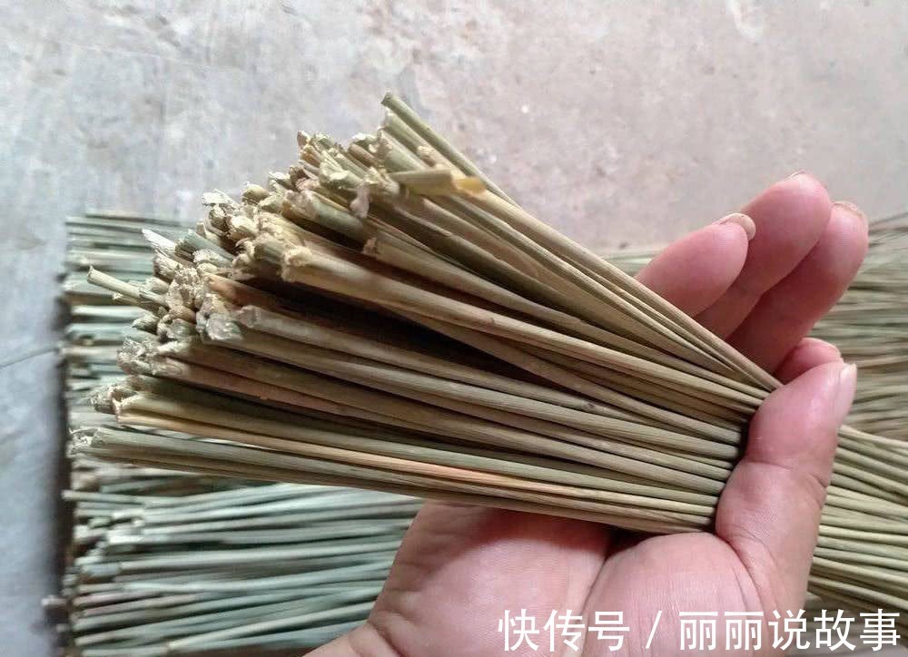 野草|农村水边一种野草,过去用它做蜡烛芯,如今当药材种植百元一斤