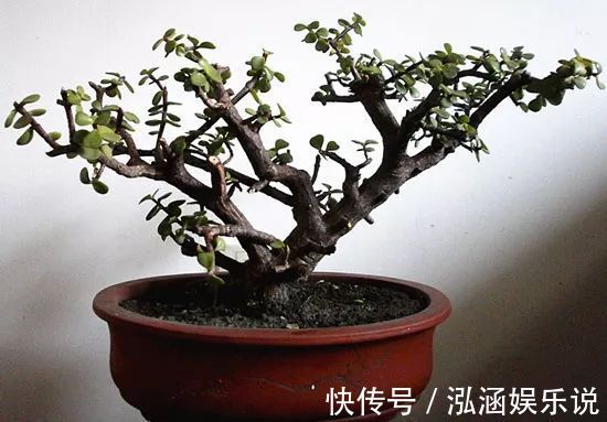 金枝玉叶|家里有金枝玉叶的来看看,一分钟学会怎么给金枝玉叶修剪造型