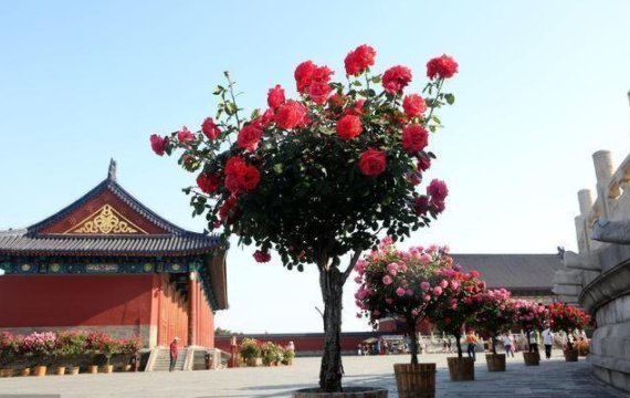 再穷此花也要种2棵,被誉为“花中皇后”,冻不死,花开300天