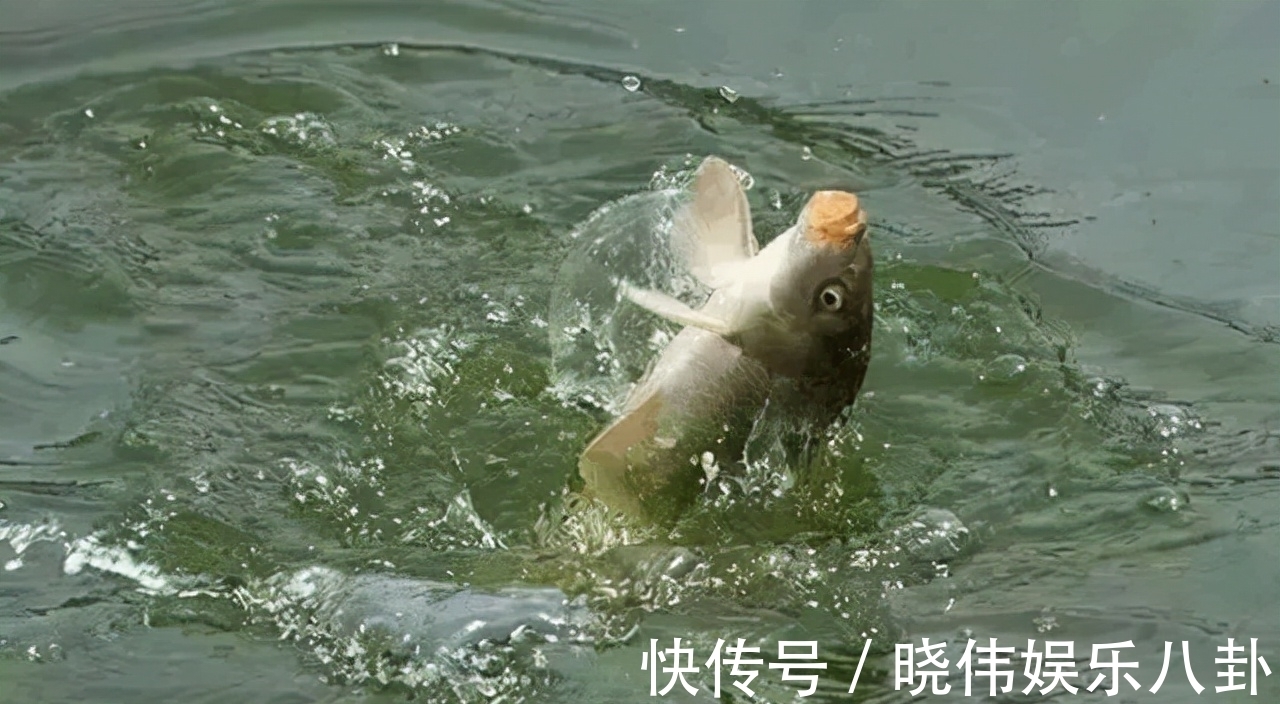 野钓鲤鱼没有秘诀，掌握这几个技巧，新手也能有收获