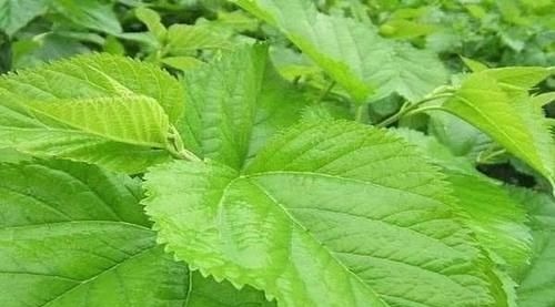 血糖稳定|糖尿病的“帮凶”已找到，甜食不背“黑锅”，这三类食物要少碰