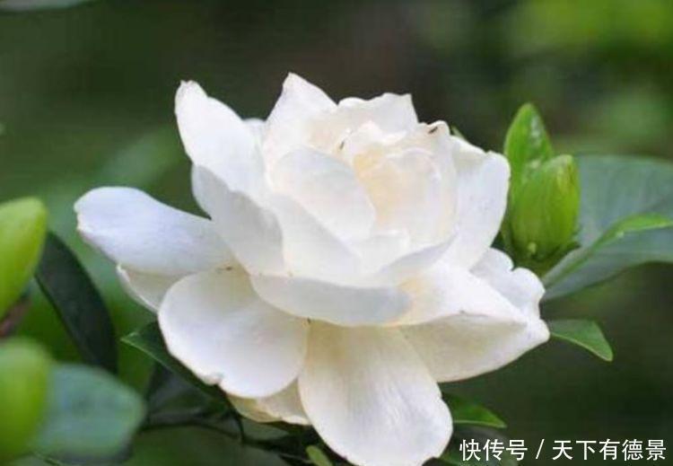 4种花养了就爆盆，清香扑鼻，给点阳光就灿烂，花开满盆！