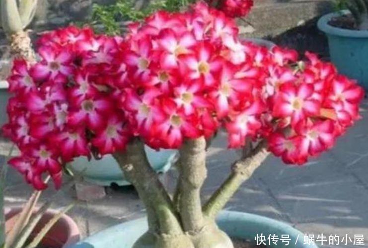 养花就养个花期长的,花大色艳,天气越热,开花越美