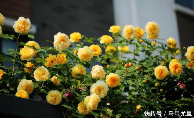 笋芽|月季压枝就能长笋芽?出笋芽是有技巧的,盲目压枝笋芽会很细弱