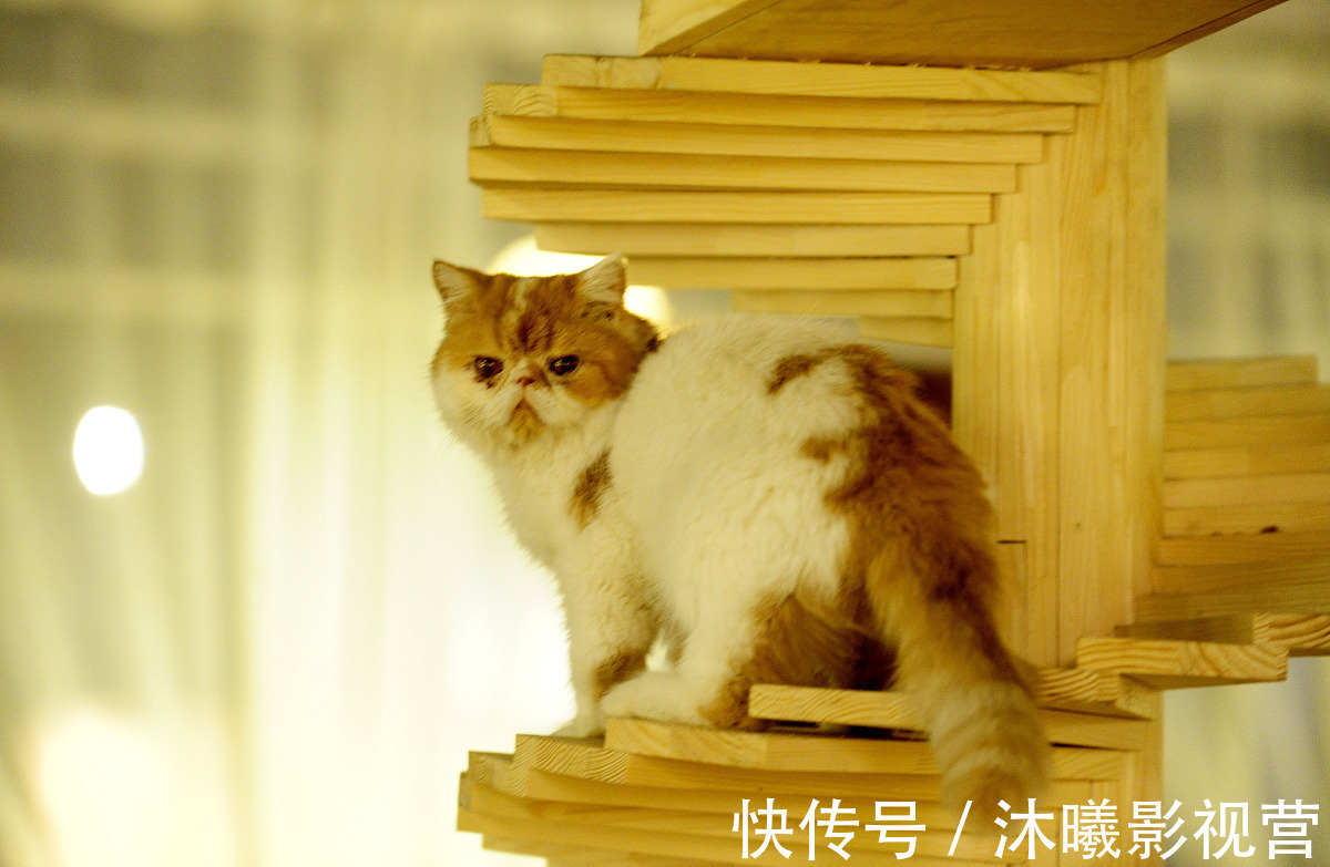 影帝他妹三岁半!推文以及读后感:江月年年《影帝他妹三岁半》