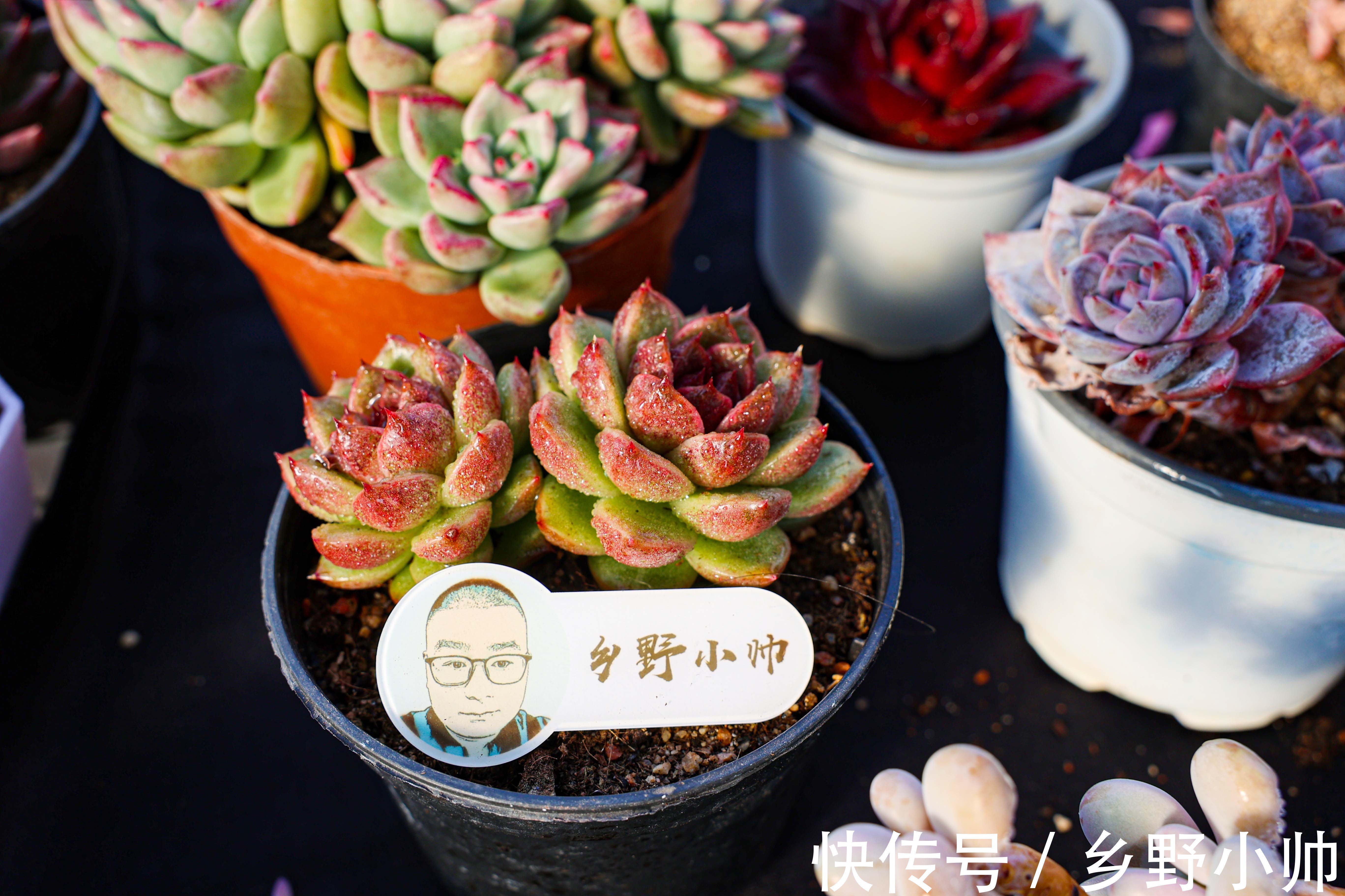 冬天买回家的多肉怎么处理?做好2个准备,做对3个步骤