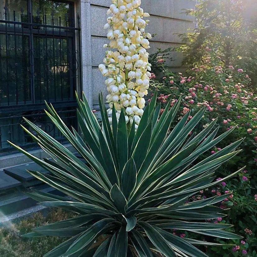 叶子|家里养棵“丑八怪”,霸气镇宅,越养越爱