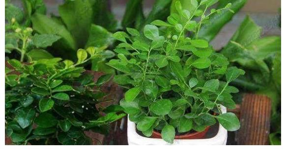 橡皮树|5种好养的绿植，摆在家里，为你打造纯天然的氧吧！