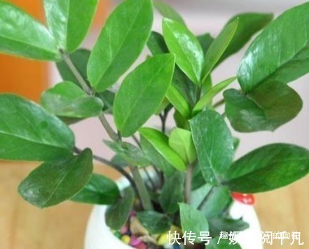 平安树|居家最适合养护的三种绿植,既上档次又招财,好养又耐活