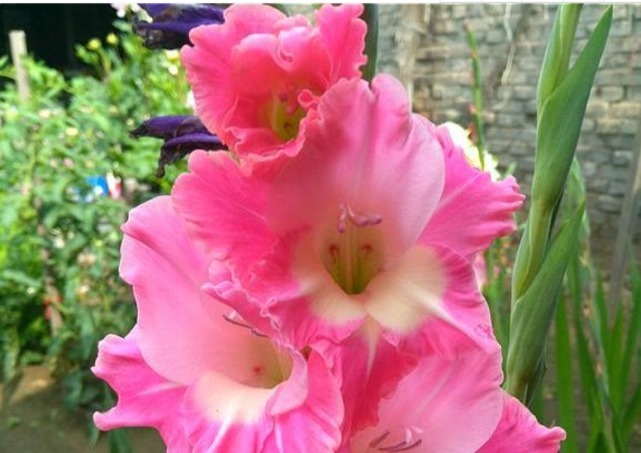 3种“忘忧花”，一养就“上瘾”，好养易爆盆，花美心情好！