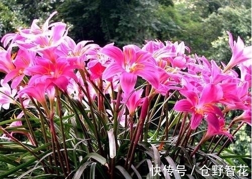 营养土|最有仙气的5种花,迷人的花朵,开满整个花盆,快养起来吧!