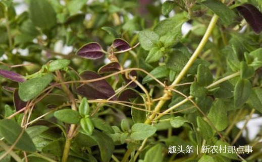 植物|这全身都是“金丝”的植物,你见过没中医说它可是男性的福音