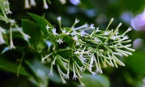 家里不能养的花,这3类绿植,白送都不要,危害巨大不建议养