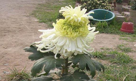 喜欢菊花,不如养盆优良名菊“七彩菊”似七彩祥云,飘舞绚丽