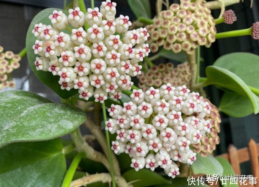 如果每人只许养一种花,建议“懒人”试试它,不用过多打理就很美